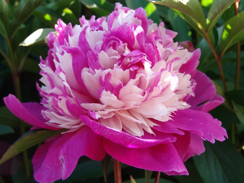 芍藥花開